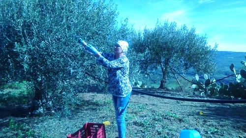 Sida Spătaru, în Italia la cules de măsline jpeg