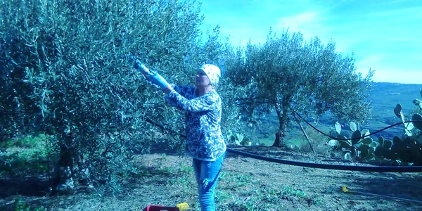 Sida Spătaru, în Italia la cules de măsline jpeg