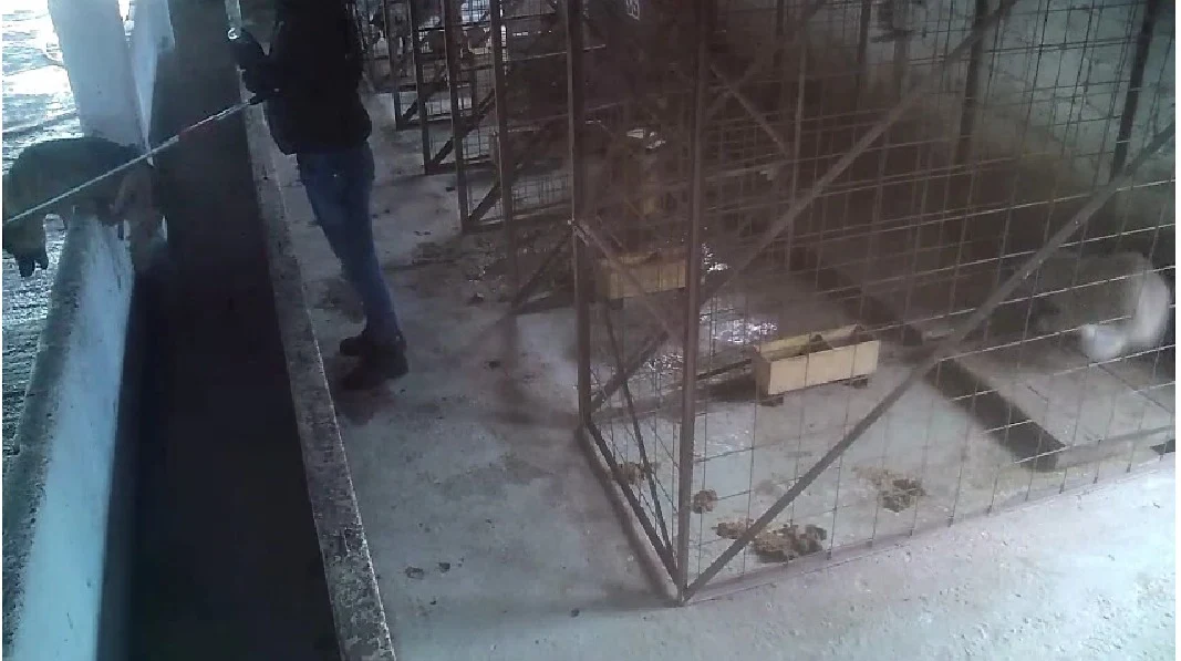 Adăpost de câini din Vrancea, închis după apariţia unor imagini cu maltratarea şi eutanasierea animalelor. „Veterinarul nu trebuie să mai atingă vreodată un animal”