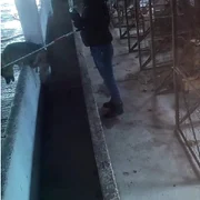 adapost caini inchis jpg