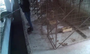 adapost caini inchis jpg