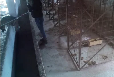 adapost caini inchis jpg