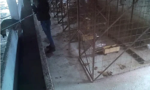 adapost caini inchis jpg