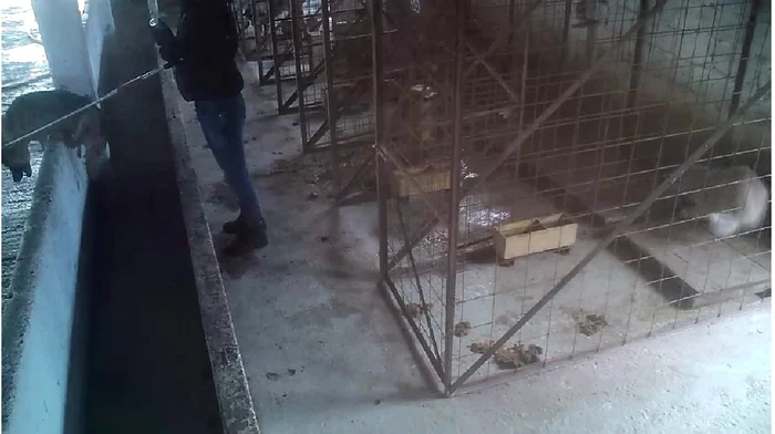 Adăpostul a fost închis FOTO: Facebook/Kola Kariola