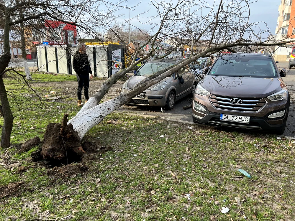 Copaci smuls din rădăcina din cauza vântului FOTO: ISU Galați