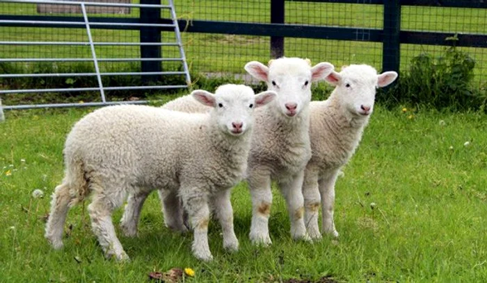 
    Mieii prevestesc bogăţie  