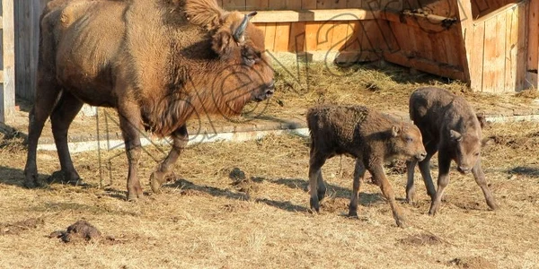 Foto: Stelian Grajdan