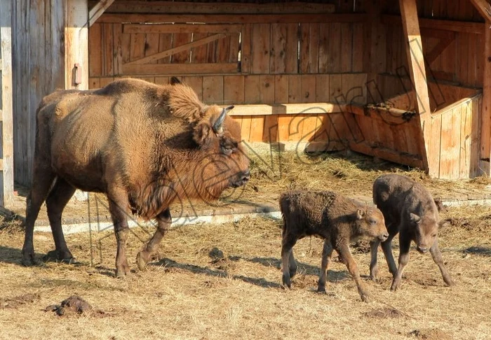 Şase pui de zimbru s-au născut în rezervaţie. FOTOAdevărul.