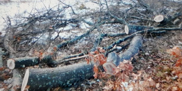 pădure