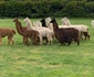 3 alpaca 1803018547 jpg jpeg