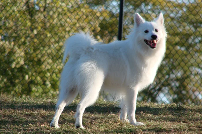 Câine American Eskimo: caracteristici ale raseifoto: nextdaypets.com