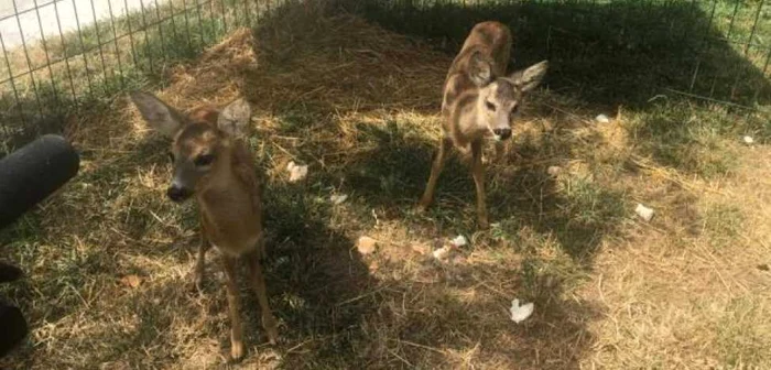 Puii de căprioară au fost duşi la Grădina Zoologică din Craiova