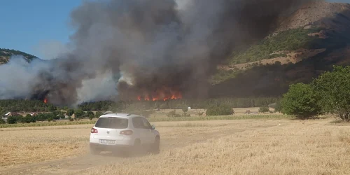 Arde pădurea în Tulcea FOTO Facebook