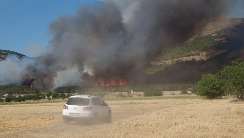 Arde pădurea în Tulcea FOTO Facebook 