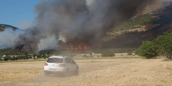 Arde pădurea în Tulcea FOTO Facebook 