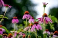 echinaceea adobestock jpg