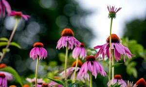 echinaceea adobestock jpg