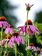 echinaceea adobestock jpg