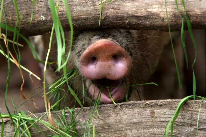 
    Purcelul vinovat a produs ilaritate în rândul pompierilor  