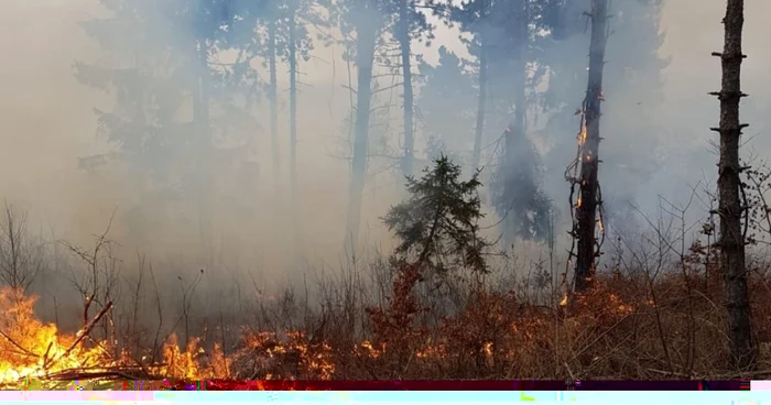 incendiu padure pietrosita