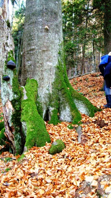 Padurea Şinca