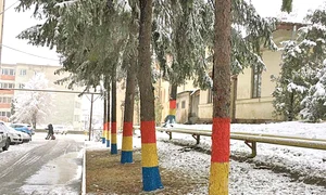 6 act copaci baza jpeg