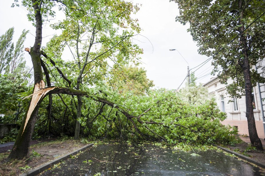 Vijelie în București. Cabluri căzute și copaci doborâți de vânt pe mai multe străzi