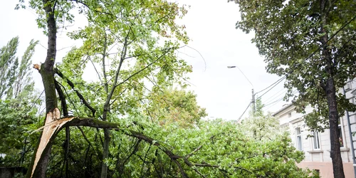 Copac căzut din cauza vântului FOTO ISU