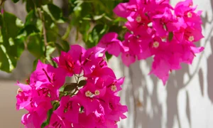 Floarea de hartie este si remediu naturist  Sursa foto Pixabay jpg