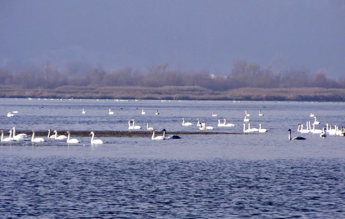 Lebede pe lacul Bâtca Doamnei FOTO Carmen Moraru