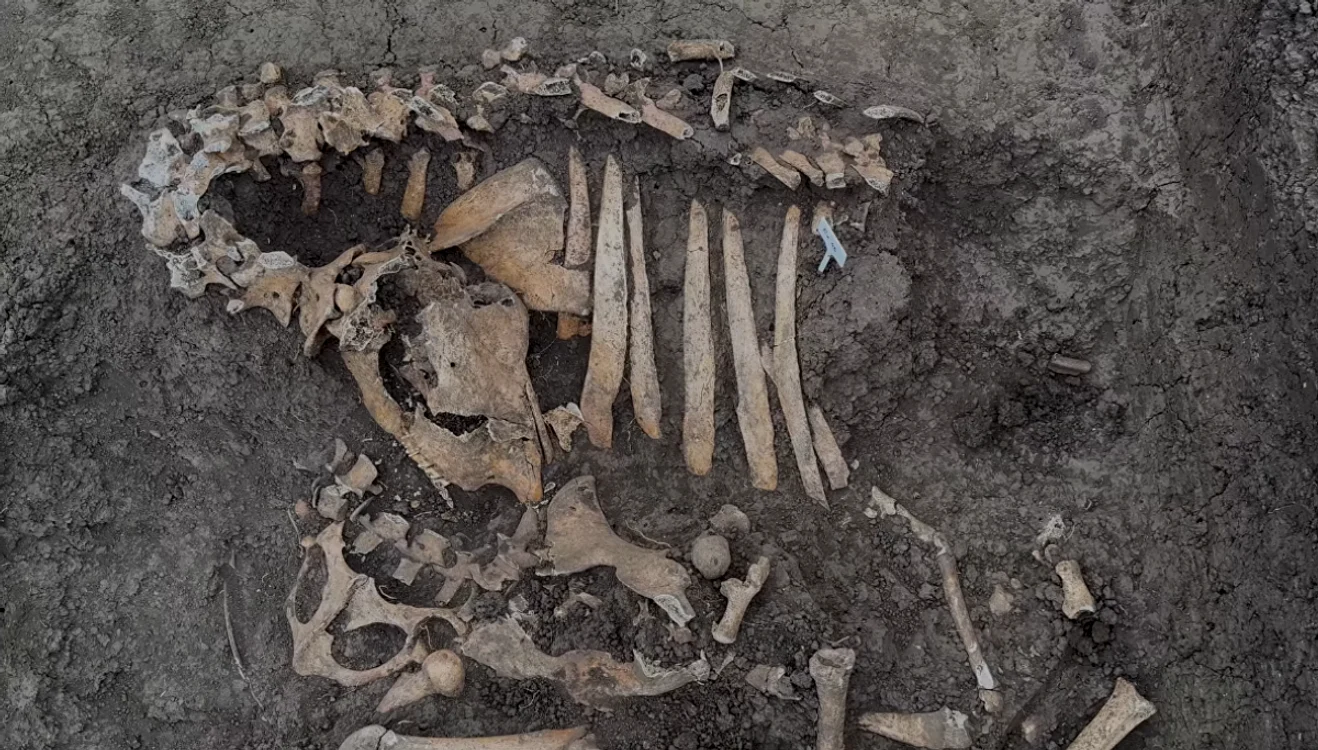 A fost descoperit un cimitir de animale. Foto: captură video