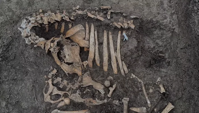 A fost descoperit un cimitir de animale. Foto: captură video