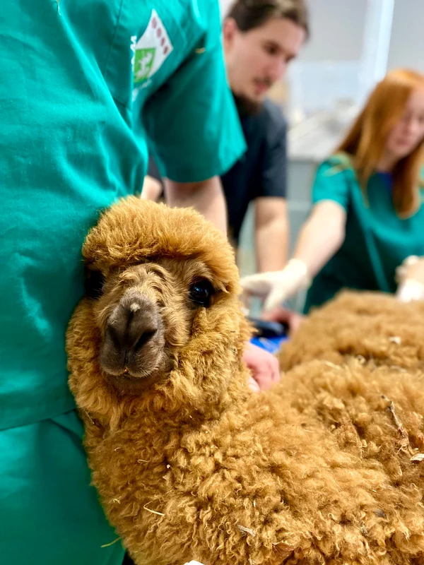 alpaca (5) jpg