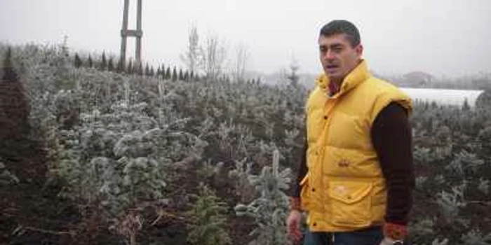 Mihai Pop, unul dintre acţionarii companiei româno-norvegiene, arată pepiniera de brazi argintii.