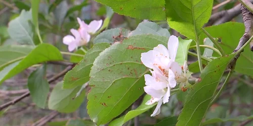 meri infloriti a doua oara (3) png