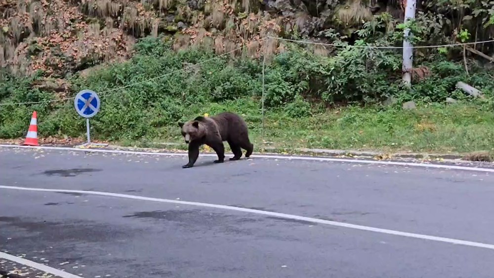 Cu bebelușul în brațe, un turist s-a oprit să facă poze cu un urs care urma să fie relocat de pe Transfăgărășan