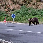 Se încearcă relocarea unei ursoaice și a puiului ei mp4 thumbnail png