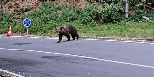 Se încearcă relocarea unei ursoaice și a puiului ei mp4 thumbnail png