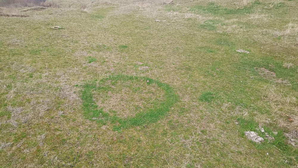 Cerc misterios în iarbă, descoperit de un ghid montan din Buzău. Explicația științifică