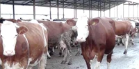 Un fermier braşovean a trimis 100 de vaci la abator din cauza secetei FOTO Adevărul