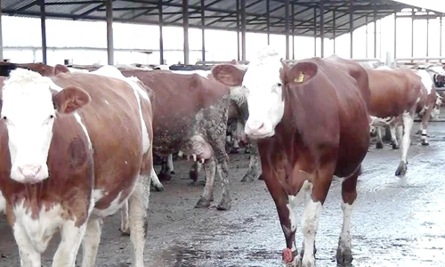 Un fermier braşovean a trimis 100 de vaci la abator din cauza secetei FOTO Adevărul