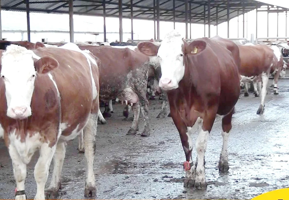 Gigantul european al laptelui investește 1,7 milioane de euro într-o fabrică din Hunedoara