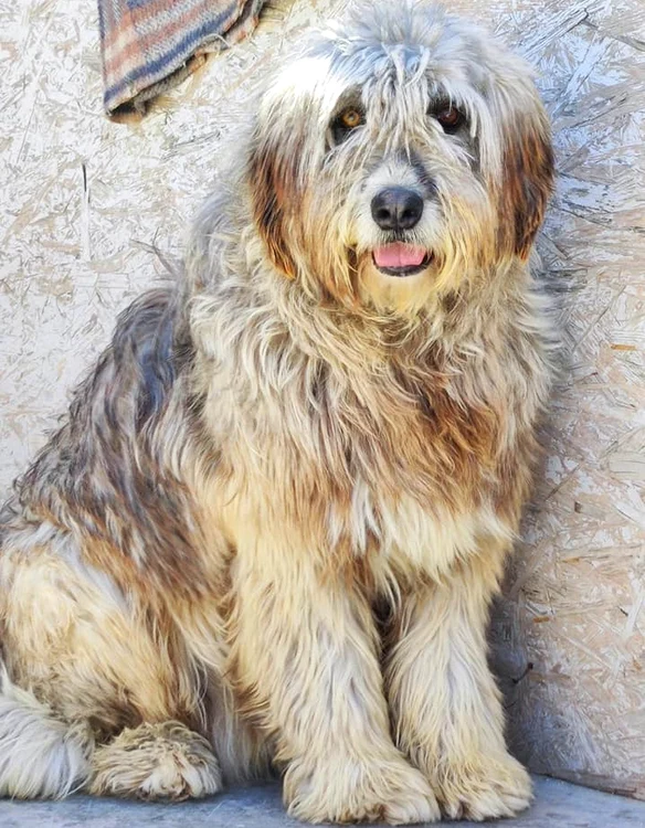 Calvin este locatar la adăpostul Ajutați-l pe Lăbuș FOTO: Help Lăbuș