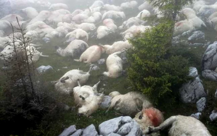 Oile moarte vor fi luate de pe munte. FOTO: Prefectura Hunedoarei.