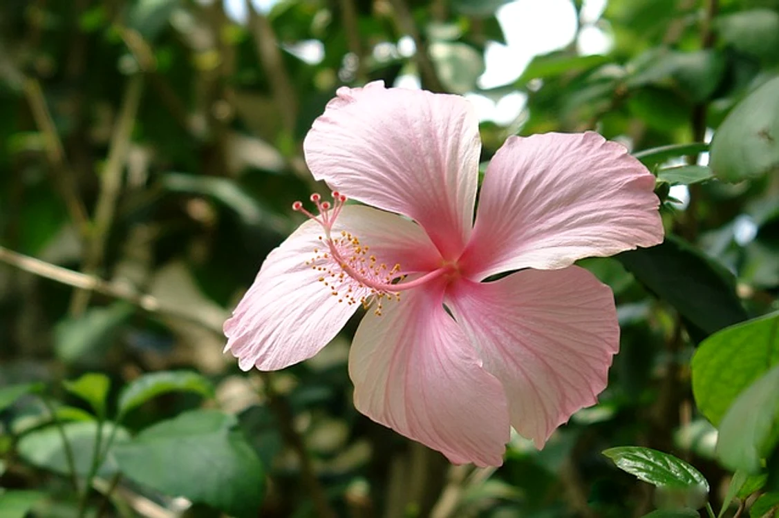 Din florile speciei Hibiscus Sabdariffa se prepară infuzii, decocturi şi băuturi cu proprietăţi calmante şi reconfortanteFoto: pixabay.com