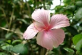 flower 1318232 640 jpeg