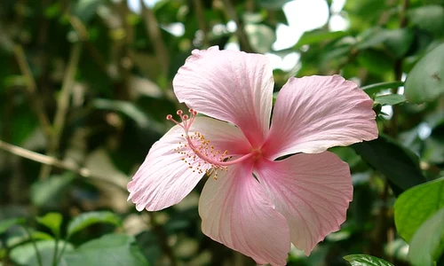flower 1318232 640 jpeg