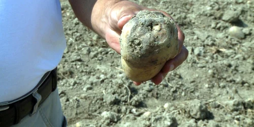 Cartofii de Lunguletu