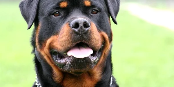 rotweiller