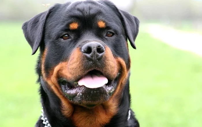 Rottweiler. Sursa: Wikipedia.